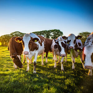 Cows grazing in a field under a blue sky